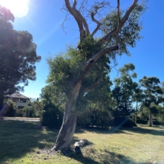 Eucalyptus blakelyi (Blakely's Red Gum) at Ainslie, ACT - 25 Mar 2024 by Hejor1