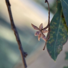 Eucalyptus blakelyi at Corroboree Park - 25 Mar 2024