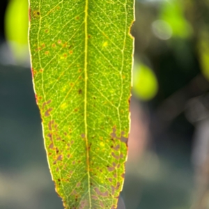 Eucalyptus blakelyi at Corroboree Park - 25 Mar 2024