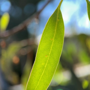 Eucalyptus blakelyi at Corroboree Park - 25 Mar 2024