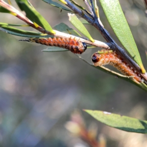Pterygophorus cinctus at Corroboree Park - 25 Mar 2024