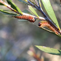 Pterygophorus cinctus (Bottlebrush sawfly) at Corroboree Park - 25 Mar 2024 by Hejor1