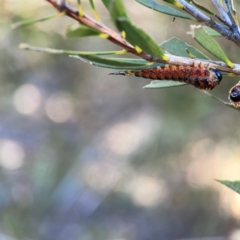 Pterygophorus cinctus at Corroboree Park - 25 Mar 2024