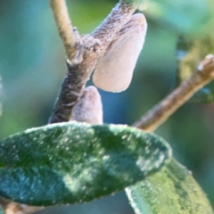 Anzora unicolor (Grey Planthopper) at Ainslie, ACT - 25 Mar 2024 by Hejor1