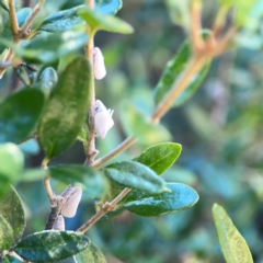 Anzora unicolor at Corroboree Park - 25 Mar 2024