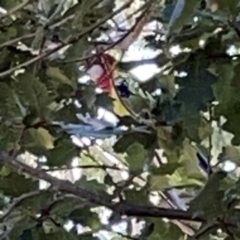 Platycercus eximius (Eastern Rosella) at Ainslie, ACT - 25 Mar 2024 by Hejor1