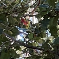 Platycercus eximius at Corroboree Park - 25 Mar 2024