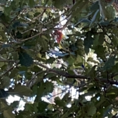 Platycercus eximius at Corroboree Park - 25 Mar 2024