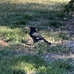 Strepera graculina (Pied Currawong) at Ainslie, ACT - 25 Mar 2024 by Hejor1