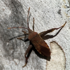 Amorbus sp. (genus) (Eucalyptus Tip bug) at Corroboree Park - 25 Mar 2024 by Hejor1