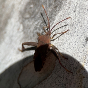 Amorbus sp. (genus) at Corroboree Park - 25 Mar 2024 04:00 PM