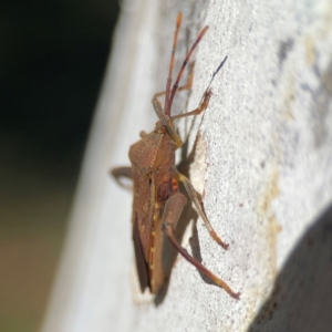 Amorbus sp. (genus) at Corroboree Park - 25 Mar 2024 04:00 PM