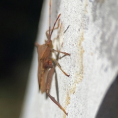 Amorbus sp. (genus) at Corroboree Park - 25 Mar 2024 04:00 PM