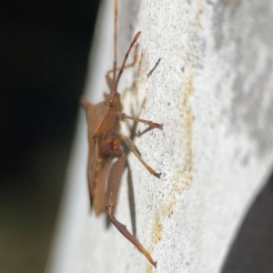 Amorbus sp. (genus) at Corroboree Park - 25 Mar 2024