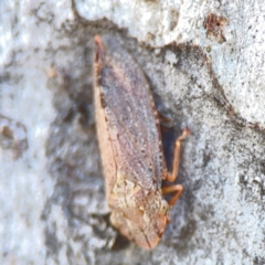 Stenocotis depressa (Leafhopper) at Corroboree Park - 25 Mar 2024 by Hejor1