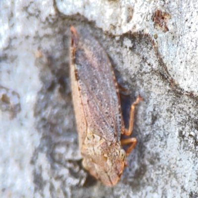 Stenocotis depressa (Leafhopper) at Ainslie, ACT - 25 Mar 2024 by Hejor1