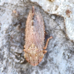 Stenocotis depressa at Corroboree Park - 25 Mar 2024 03:49 PM