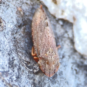 Stenocotis depressa at Corroboree Park - 25 Mar 2024