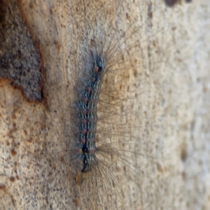 Anestia (genus) at Corroboree Park - 25 Mar 2024 03:42 PM