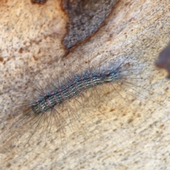 Anestia (genus) at Corroboree Park - 25 Mar 2024