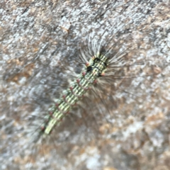 Anestia (genus) at Corroboree Park - 25 Mar 2024 03:42 PM