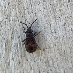 Lygaeoidea sp. (superfamily) at Corroboree Park - 25 Mar 2024 by Hejor1