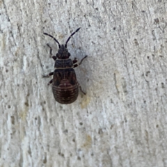 Lygaeoidea sp. (superfamily) at Corroboree Park - 25 Mar 2024