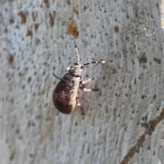 Lygaeoidea sp. (superfamily) at Corroboree Park - 25 Mar 2024