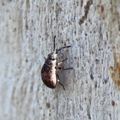 Lygaeoidea sp. (superfamily) at Corroboree Park - 25 Mar 2024