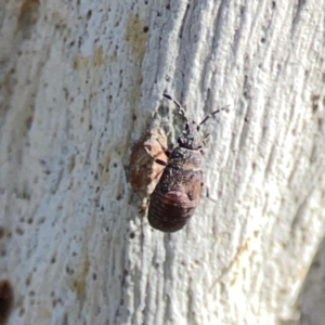 Lygaeoidea sp. (superfamily) at Corroboree Park - 25 Mar 2024