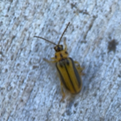 Xanthogaleruca luteola (Elm leaf beetle) at Ainslie, ACT - 25 Mar 2024 by Hejor1