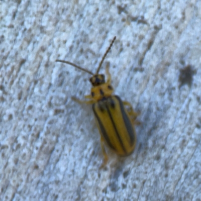 Xanthogaleruca luteola (Elm leaf beetle) at Ainslie, ACT - 25 Mar 2024 by Hejor1