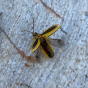 Xanthogaleruca luteola at Corroboree Park - 25 Mar 2024