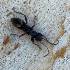 Daerlac nigricans (Ant Mimicking Seedbug) at Ainslie, ACT - 25 Mar 2024 by Hejor1