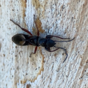 Daerlac nigricans at Corroboree Park - 25 Mar 2024 03:40 PM