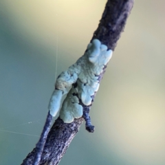 Flavoparmelia sp. at Corroboree Park - 25 Mar 2024 by Hejor1