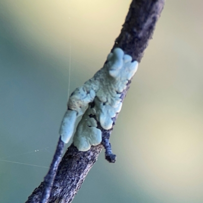 Unidentified Lichen at Ainslie, ACT - 25 Mar 2024 by Hejor1