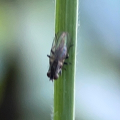 Muscidae (family) (Unidentified muscid fly) at Ainslie, ACT - 25 Mar 2024 by Hejor1