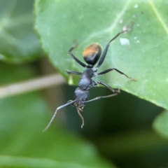 Camponotus aeneopilosus (A Golden-tailed sugar ant) at Ainslie, ACT - 25 Mar 2024 by Hejor1