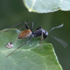 Camponotus aeneopilosus at Corroboree Park - 25 Mar 2024