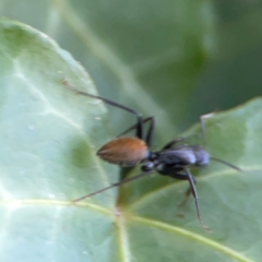 Camponotus aeneopilosus at Corroboree Park - 25 Mar 2024