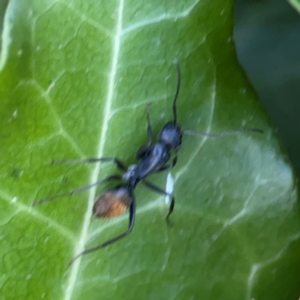 Camponotus aeneopilosus at Corroboree Park - 25 Mar 2024