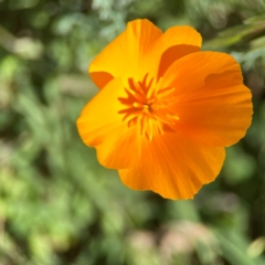 Eschscholzia californica (California Poppy) at Ainslie, ACT - 25 Mar 2024 by Hejor1