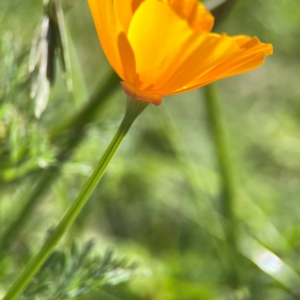 Eschscholzia californica at Corroboree Park - 25 Mar 2024 03:28 PM