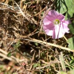 Convolvulus angustissimus subsp. angustissimus (Australian Bindweed) at Ainslie, ACT - 25 Mar 2024 by Hejor1