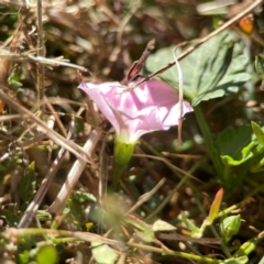 Convolvulus angustissimus subsp. angustissimus at Corroboree Park - 25 Mar 2024 03:28 PM