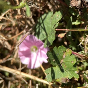 Convolvulus angustissimus subsp. angustissimus at Corroboree Park - 25 Mar 2024