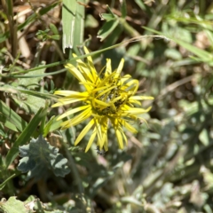 Arctotheca calendula (Capeweed, Cape Dandelion) at Ainslie, ACT - 25 Mar 2024 by Hejor1