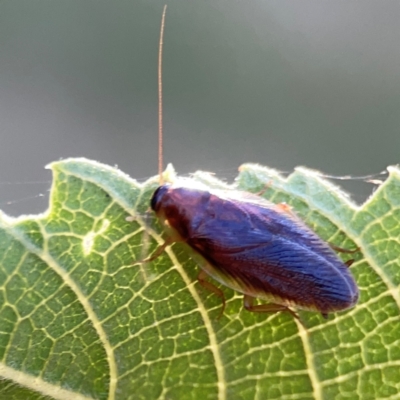 Johnrehnia sp. (genus) at Ainslie, ACT - 25 Mar 2024 by Hejor1