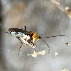 Unidentified Parasitic wasp (numerous families) at Ainslie, ACT - 25 Mar 2024 by Hejor1